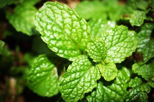 All Natural Peppermint TINCTURE